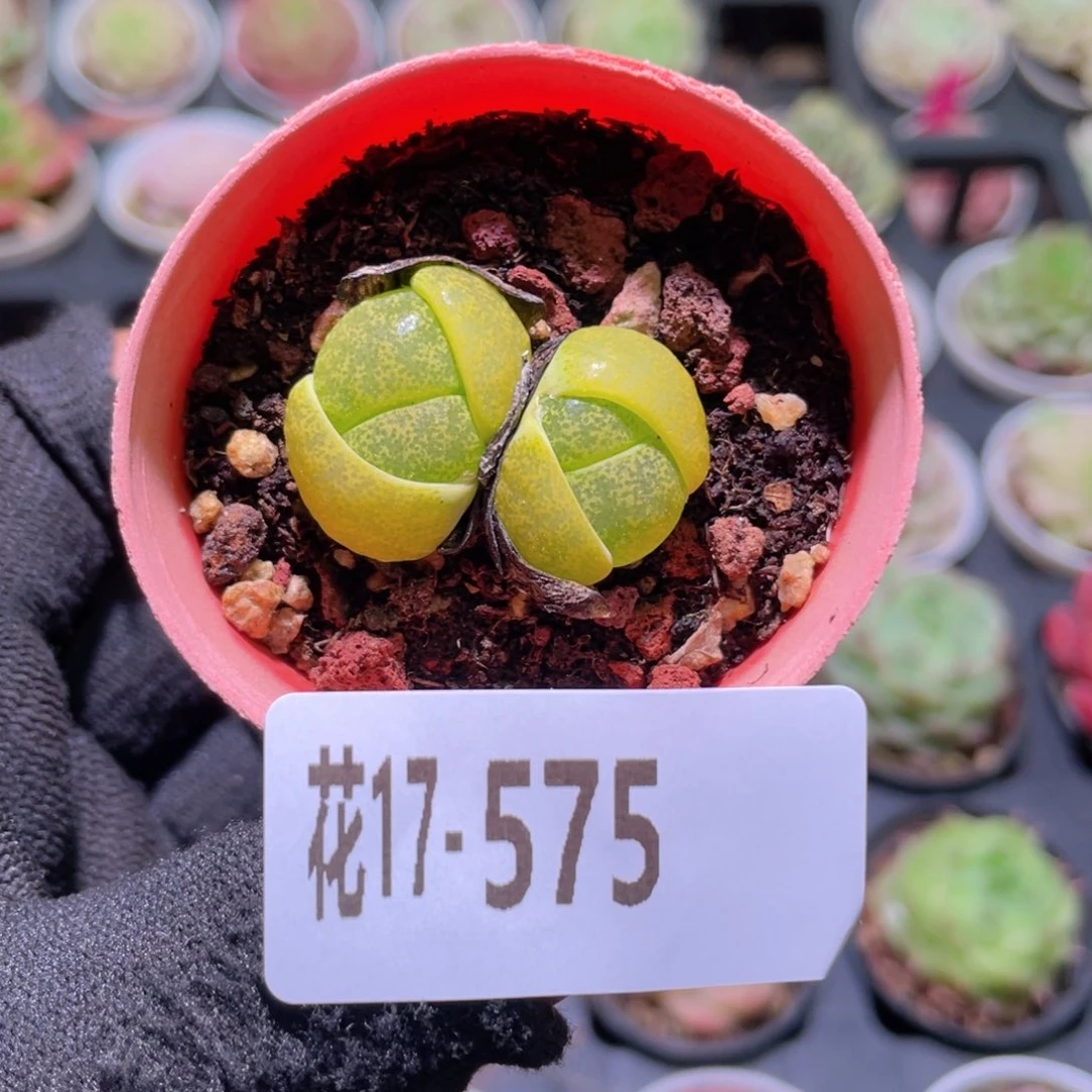 花利美17-575生石花含盆土