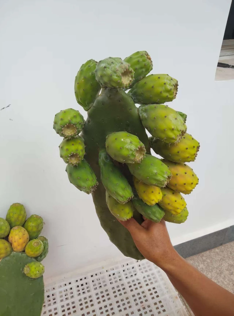 可食用新品种仙人掌大黄果种植片 25cm至30cm左右，新店促销两片装