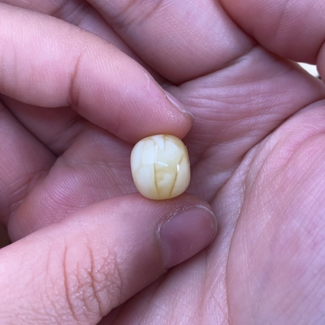 裸石琥珀未镶嵌w*蜜蜡