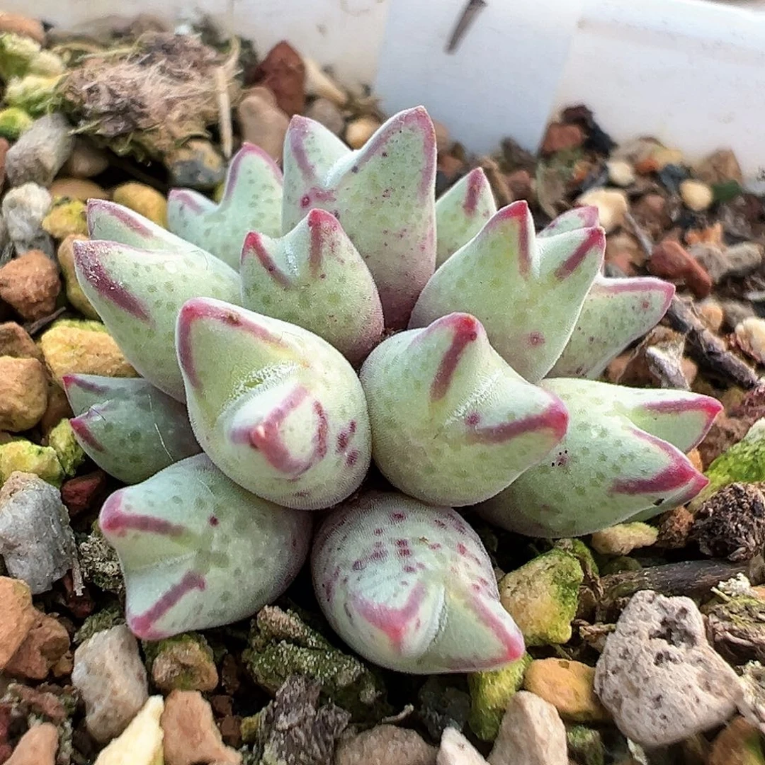 岛国原株 985猪蹄 16头