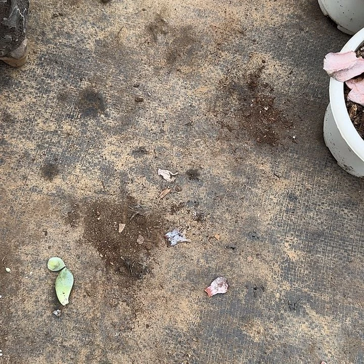 悦***己911白凤一个一屋子怕