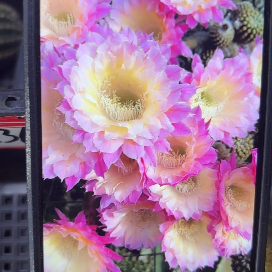 马丙彩侧牙20包邮19