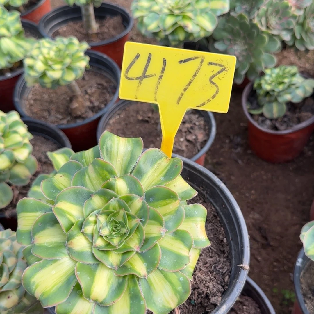 4173---暴君多头多肉