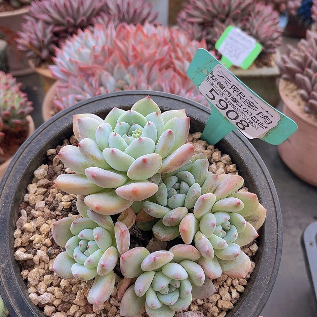 5908望舒多肉植物