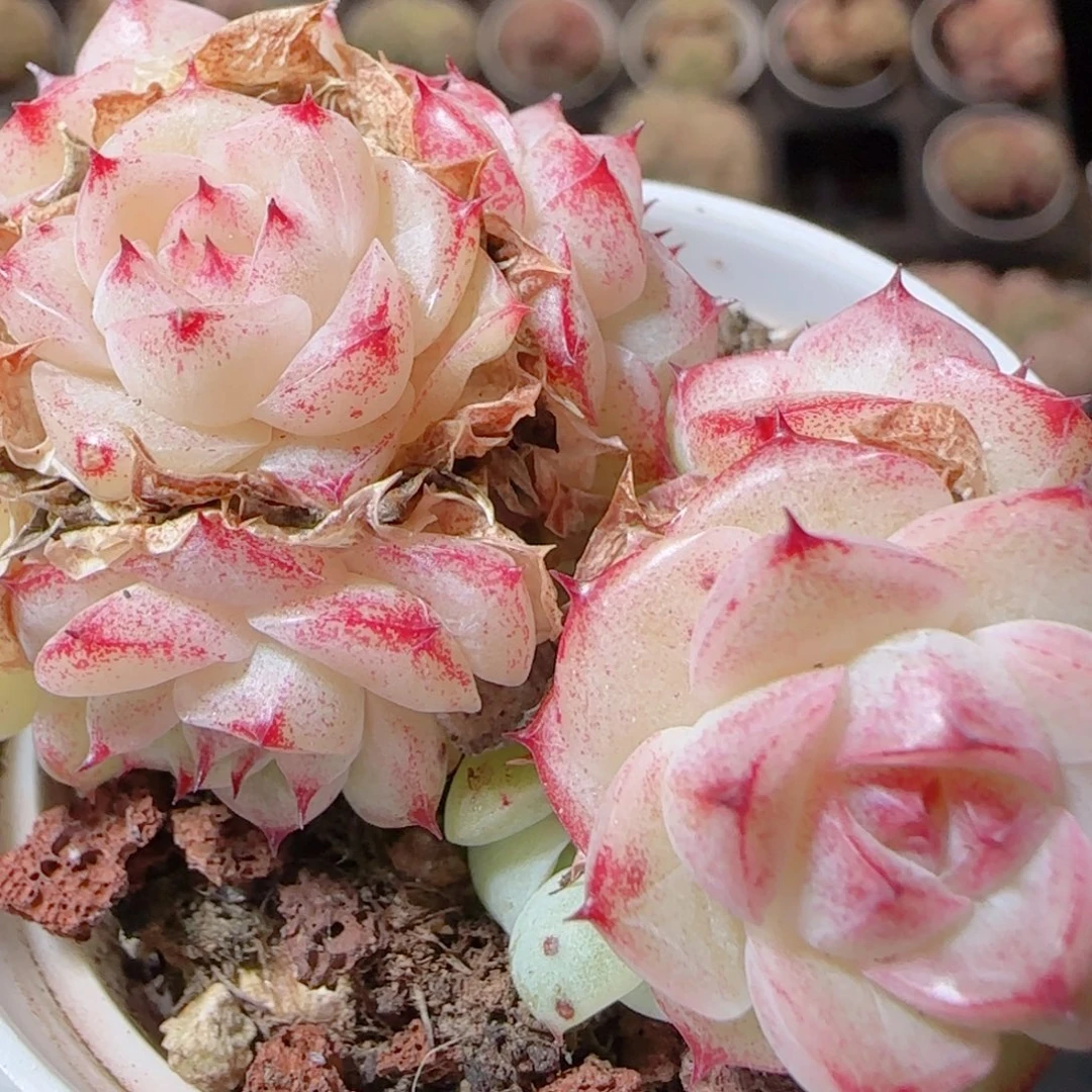 花语多肉1224-91紫魔仙散