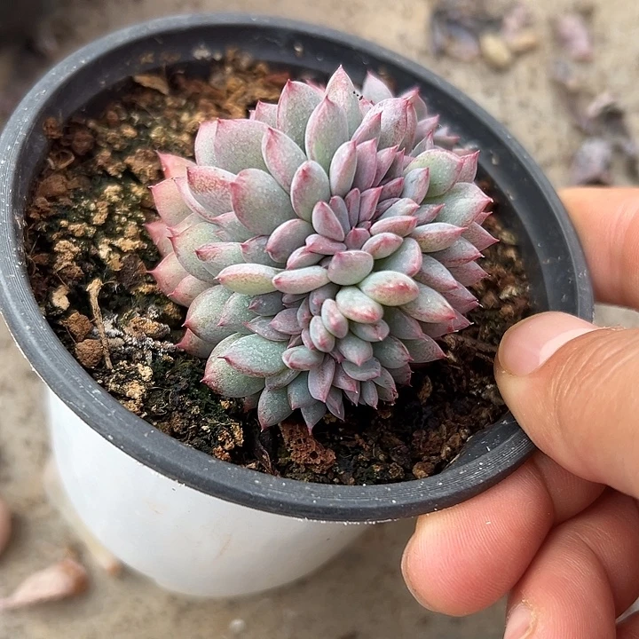 黑曼巴群生缀化多肉