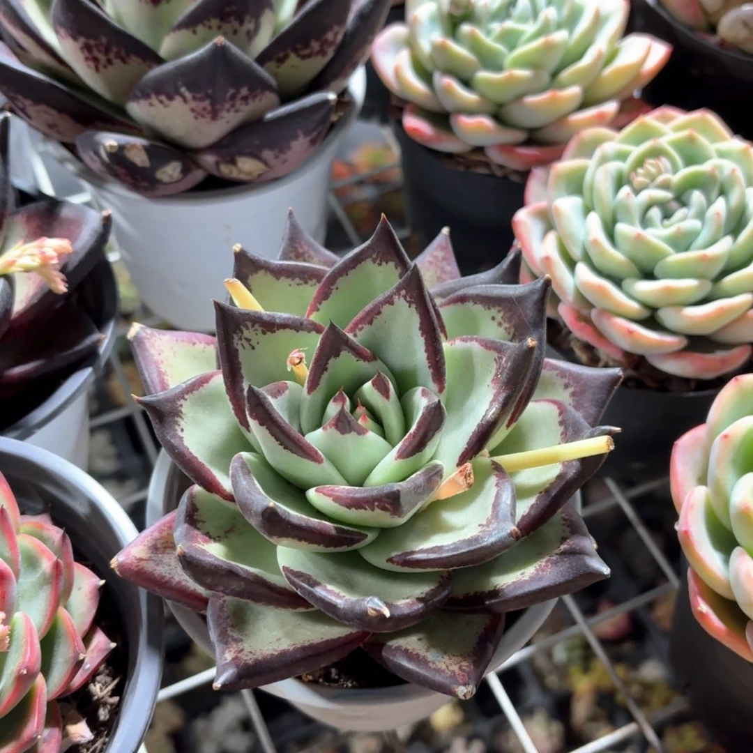 黑魔王乌木多肉11㎝盆