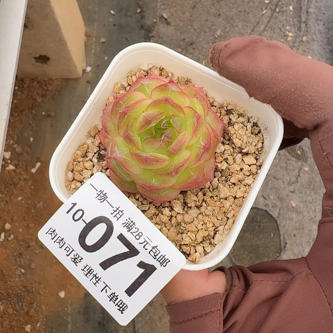 珍菲无盆土发货无盆土发货无