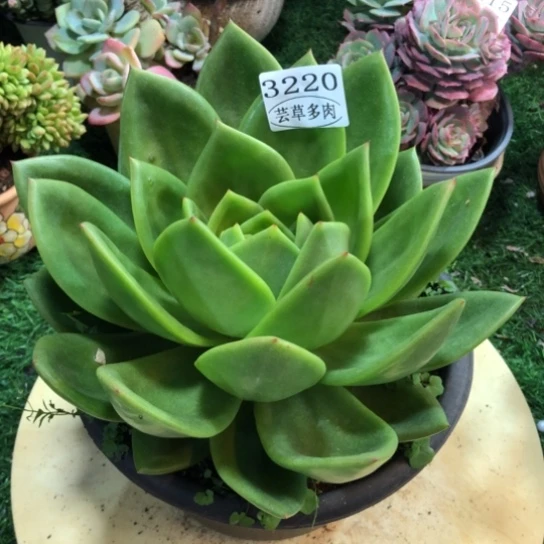 翠花，3220，一物一拍