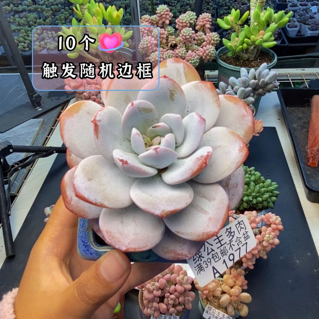 977丸叶雪莲多肉8c m