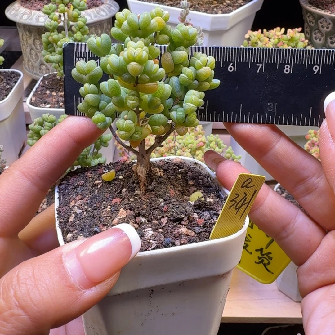 a341号元宝冠服5厘米左右