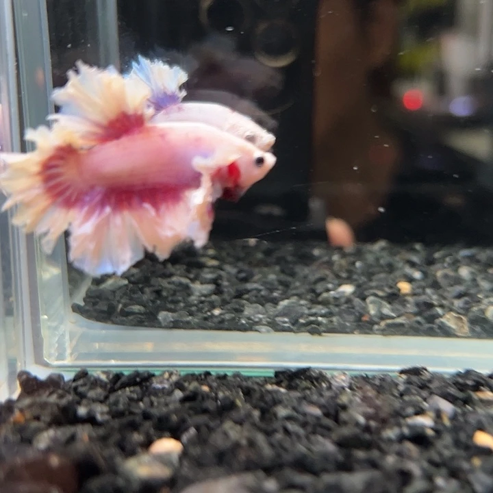 斗鱼一单包邮13日75