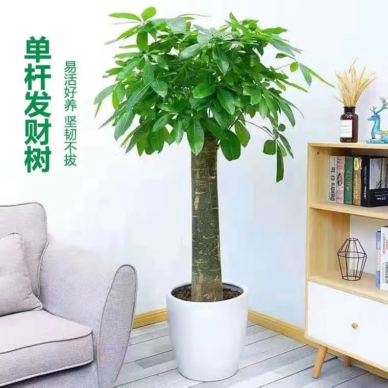 1.3-1.5米绿植花招财植物客厅室内盆景客厅绿植大盆栽发财树大棵