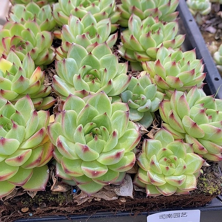 146 多肉植物盆栽花卉