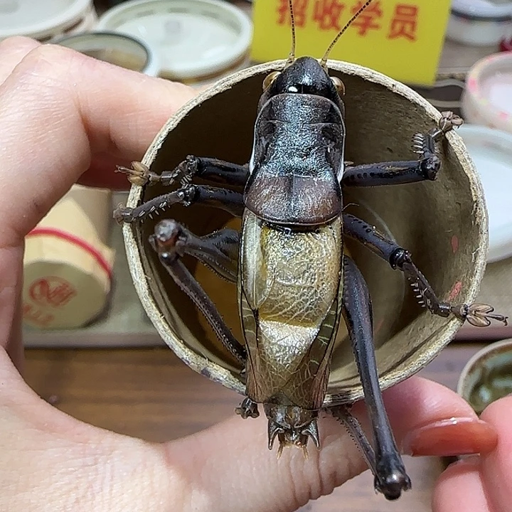 郝建伟蝈蝈一只包邮