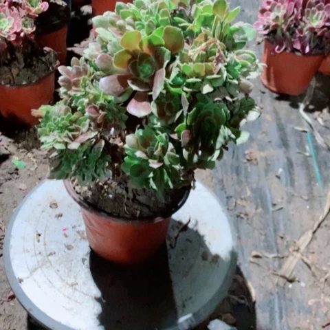 绍修玫瑰缀多肉植物法师79号