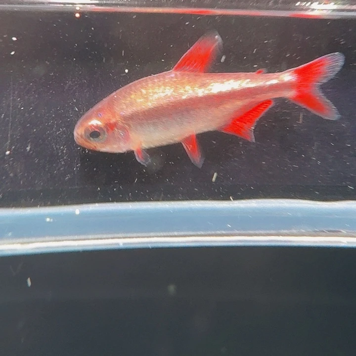 灯科鱼左下缸-1 三黑点白金血魔2.5cm左右 1条