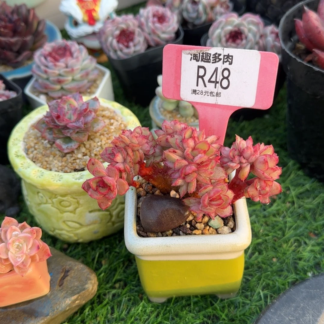 多肉植物不知名著化