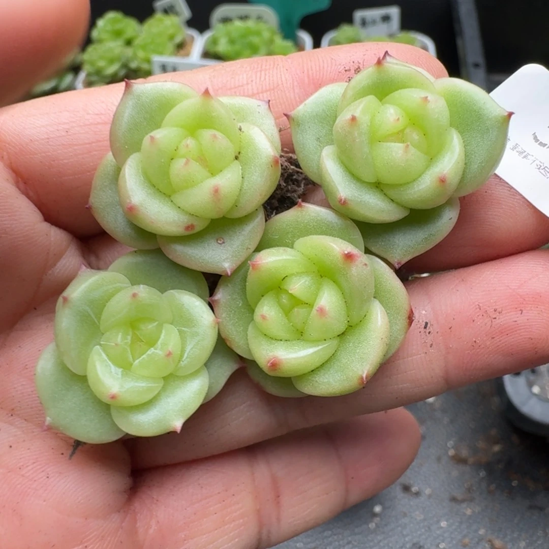 一物一拍一盒530-331