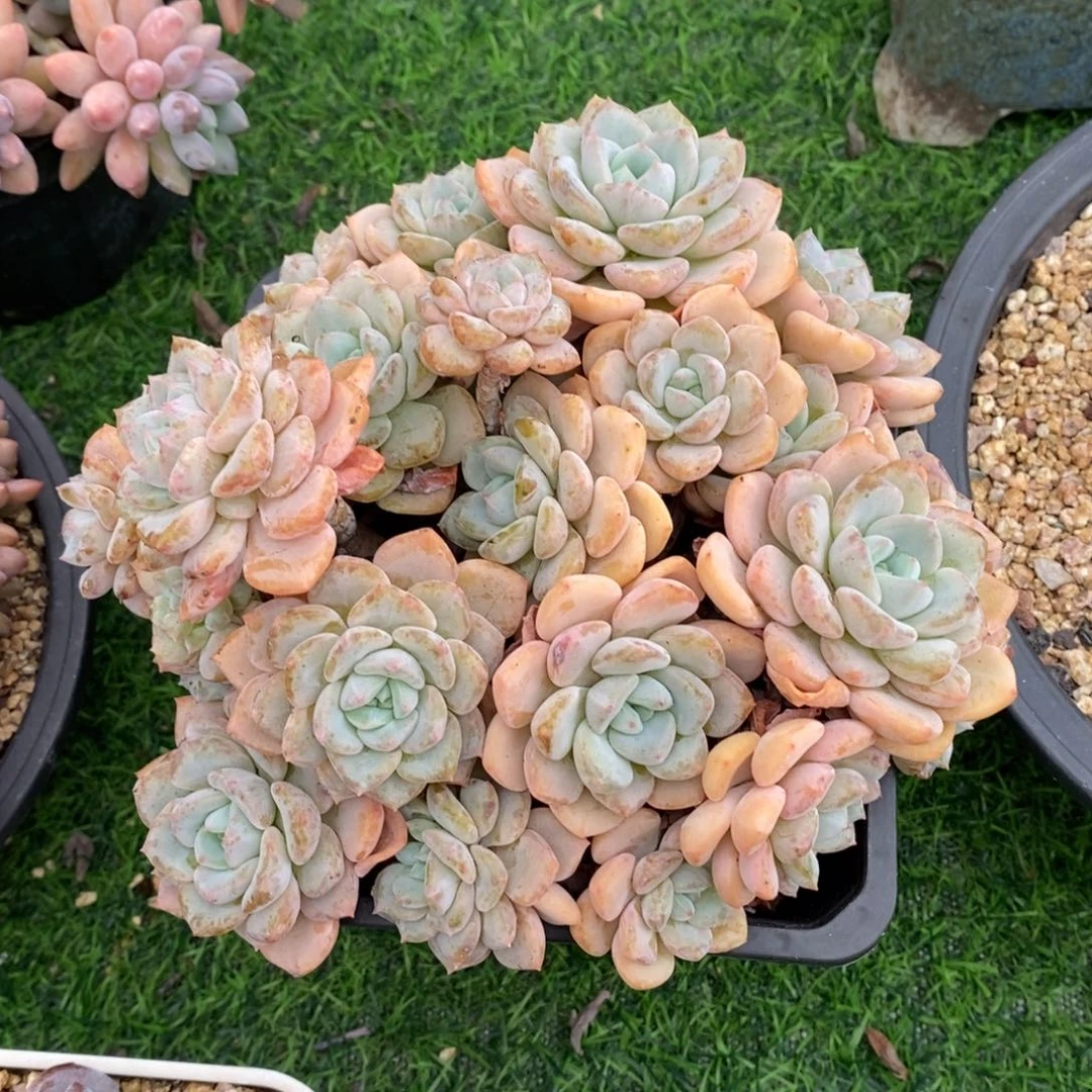 梦之雪老桩非偏远包邮