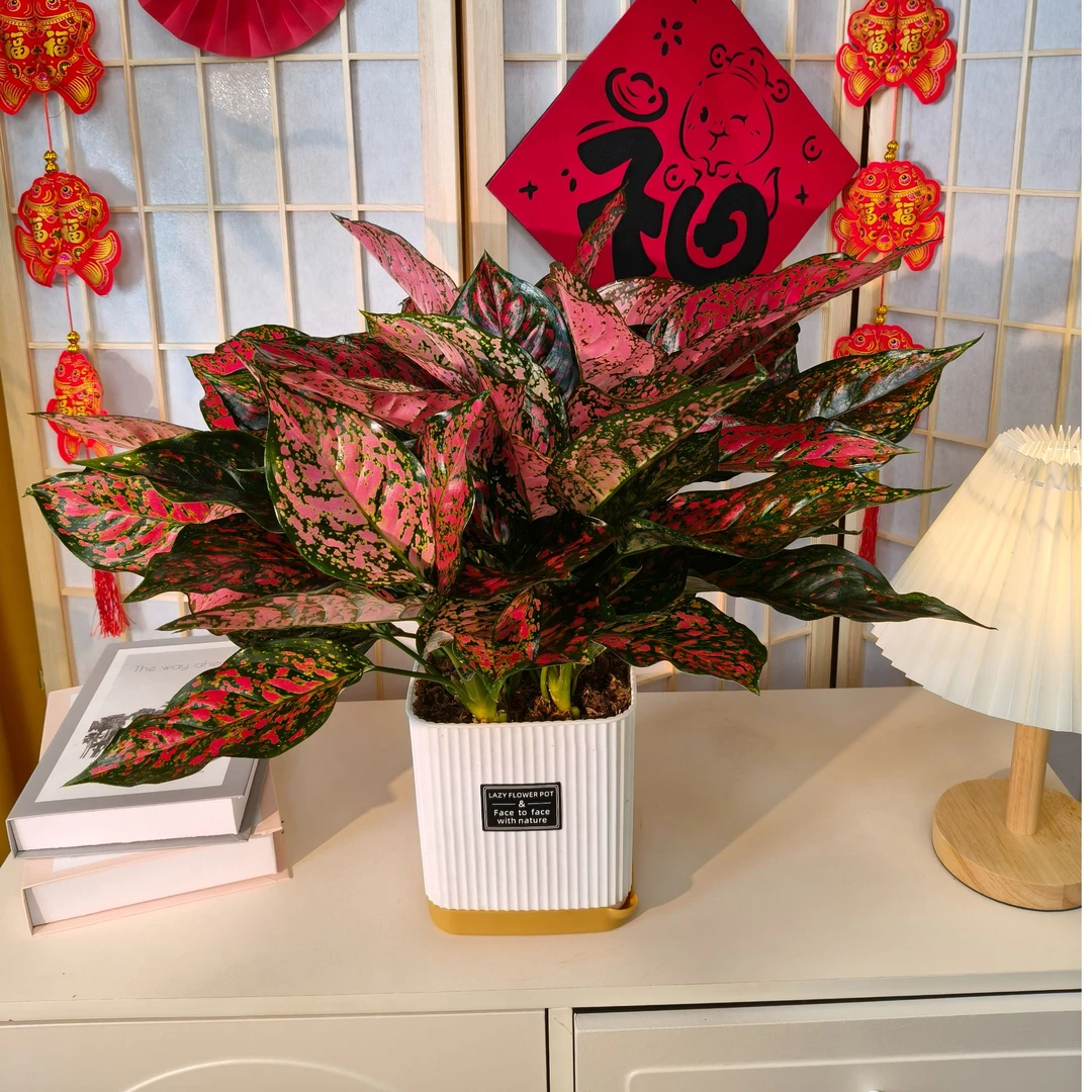 如意皇后万年青盆栽桌面植物室内绿植花卉好养四季水培植物摆放花