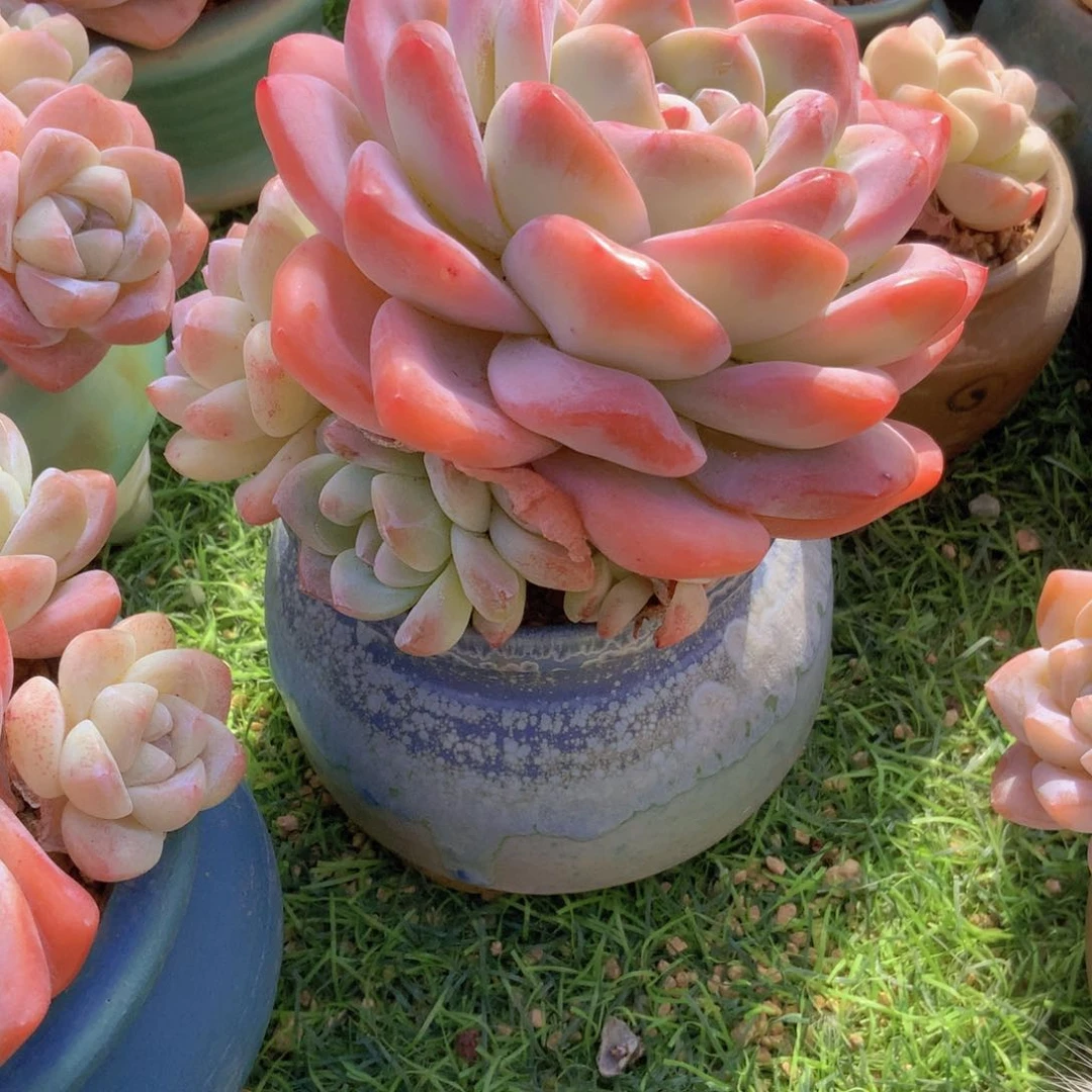 飞*韩版冰单头群一颗