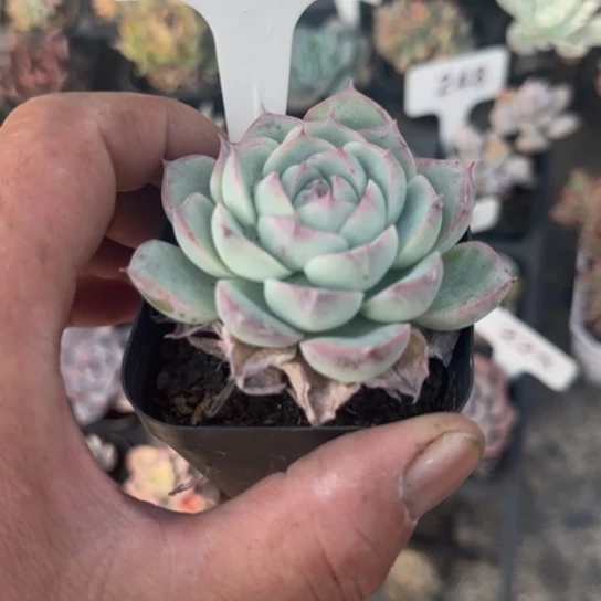 107粉水晶多肉植物的