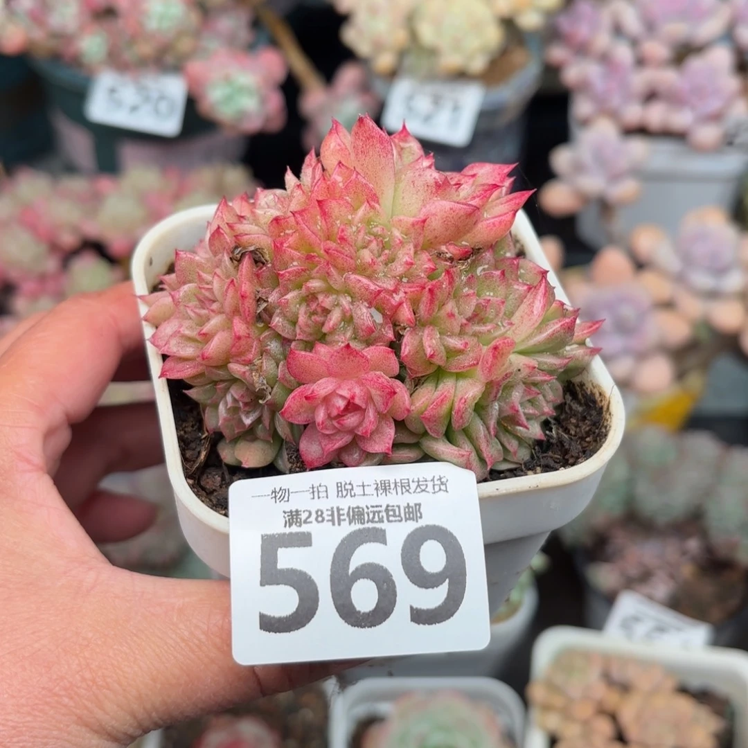 麦秆群无盆土发货