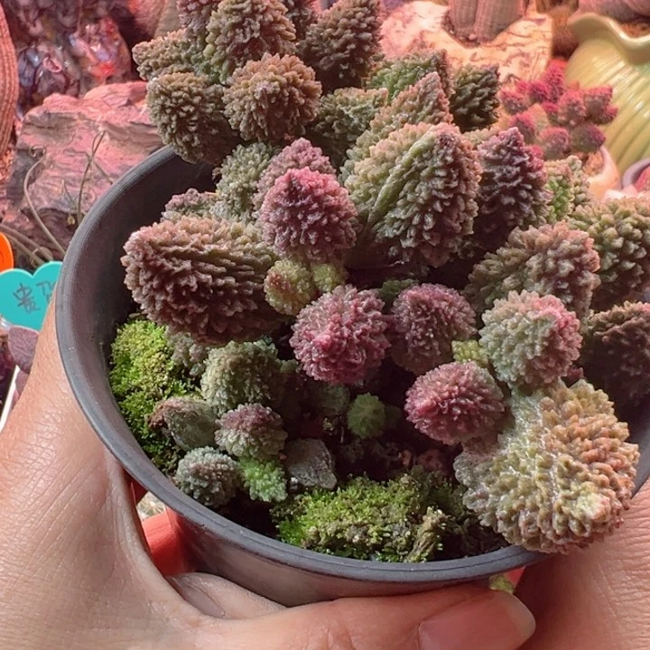 堇*可以吗你说你不知道吗我