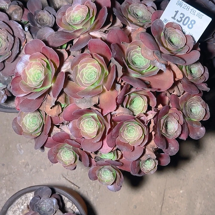 扬***哥1308魅金玫瑰多肉植物