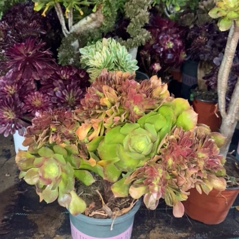 柠檬缀多肉植物015