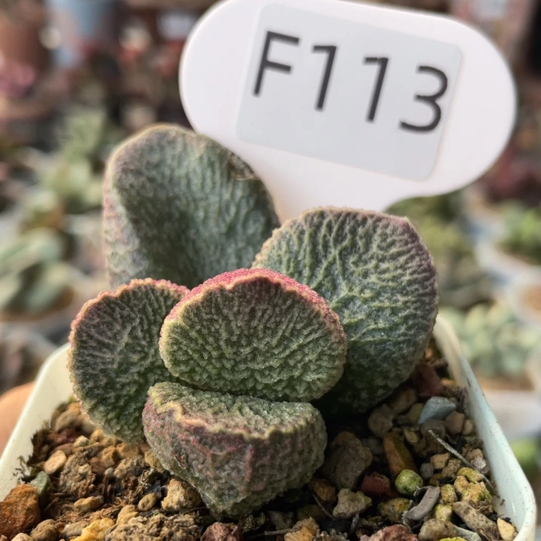 ?***蕾    哈默猪肝。  F113。