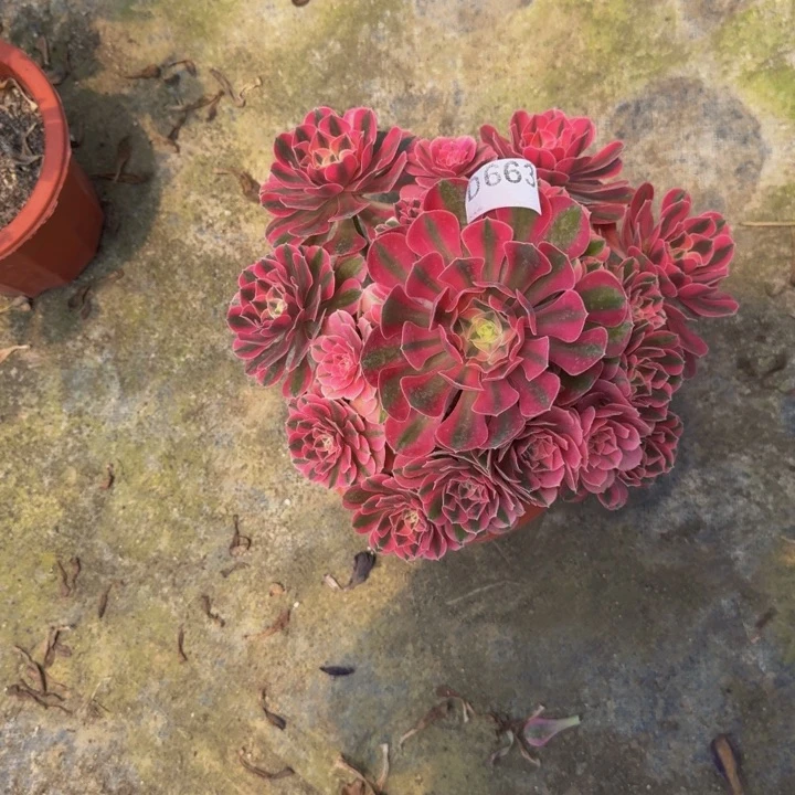 00000000663女巫0000