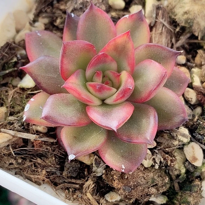 野马野马新年快乐，