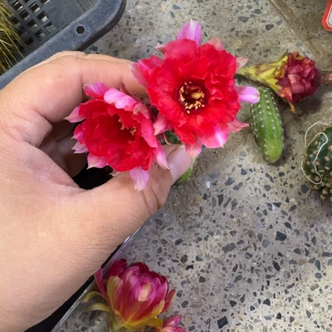 309白檀4无根侧牙小一个，20包邮