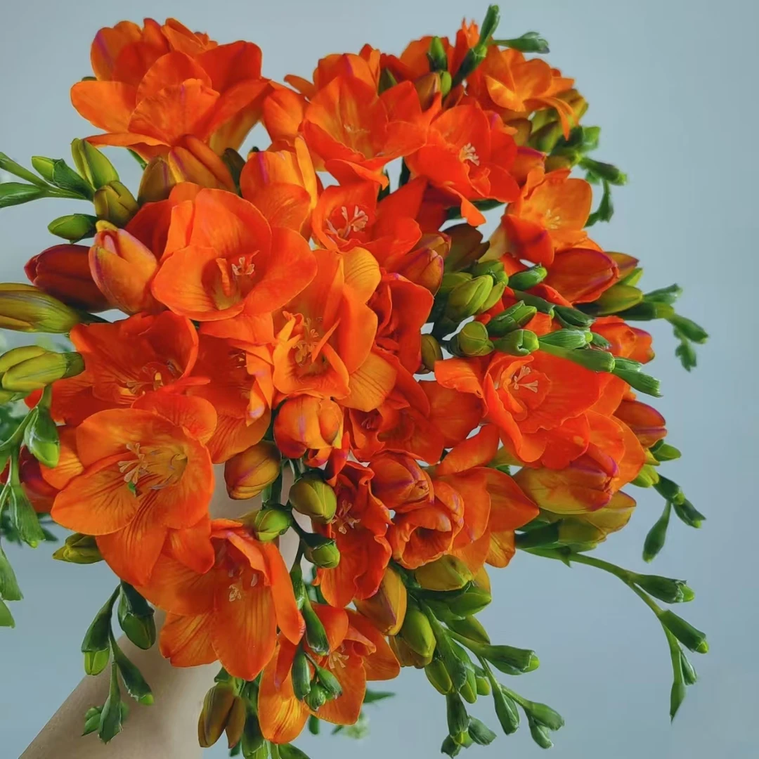 到手15颗【香雪兰种球】混色小苍兰种球室内庭院绿植盆栽