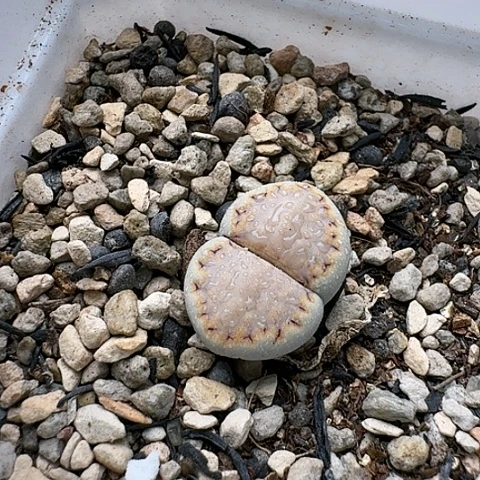 3632，糖霜饼干母本带盆土发货