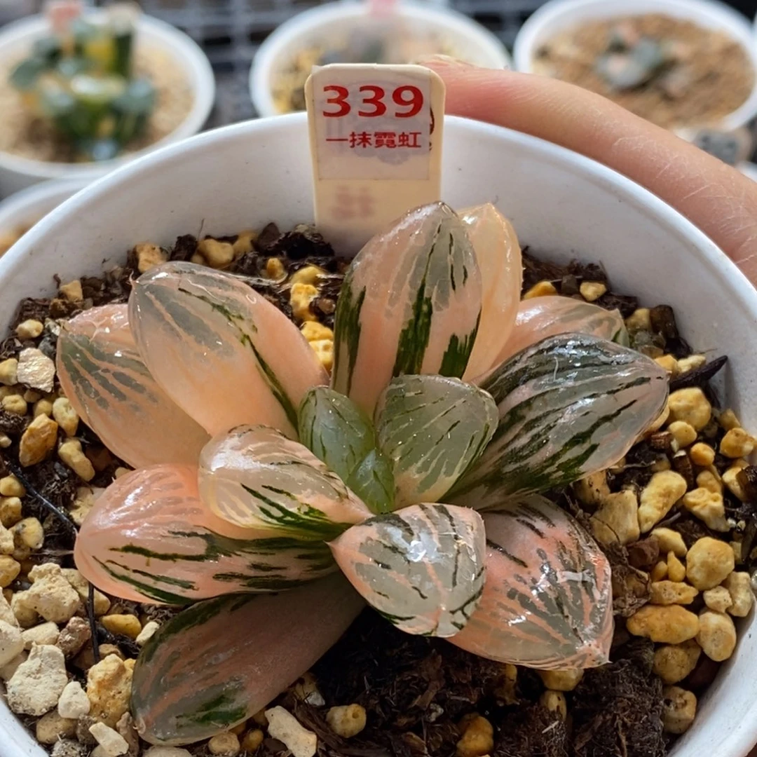 339号玉潭寿锦多肉