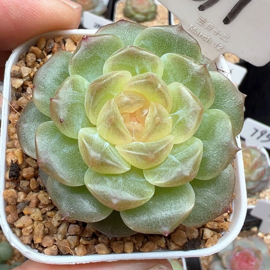 511号无尽灯 晗雨多肉