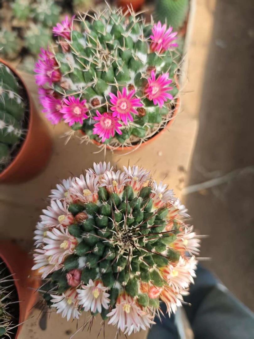 满18包邮 （毛象）大1颗