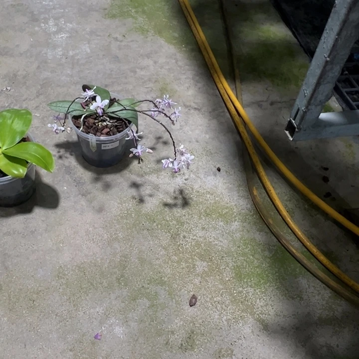 完全开放ca704原生种蝴蝶兰