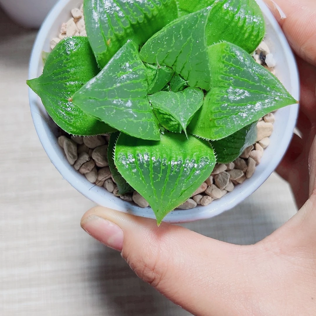 武寿多肉植物6666
