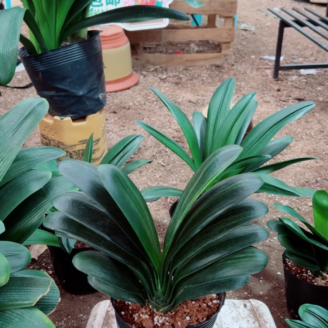 当前无花栽培后可以开花彩兰
