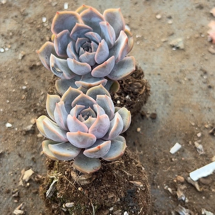 无花朵菲欧娜老桩。