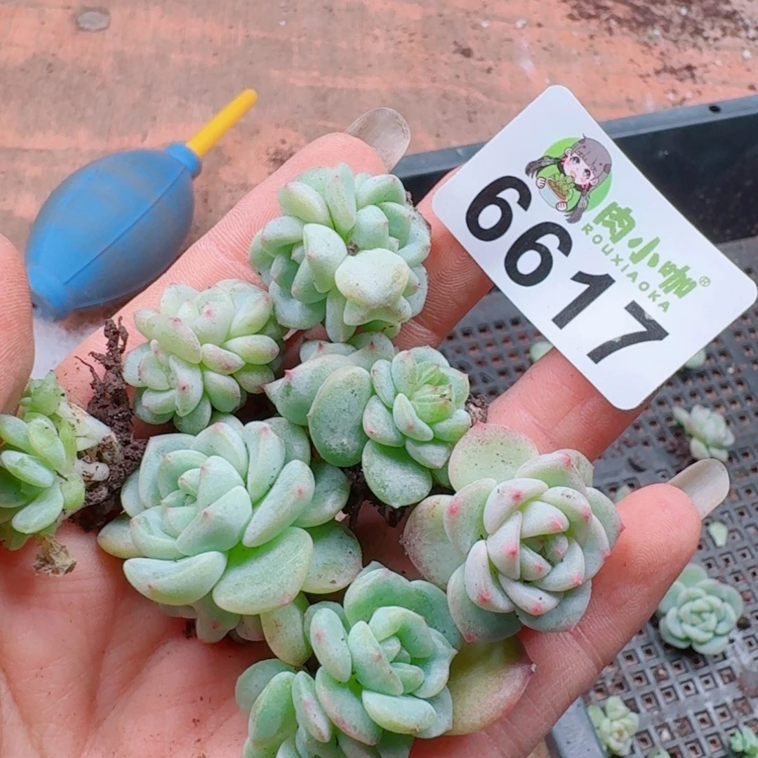 柒***默多肉植物多肉植物
