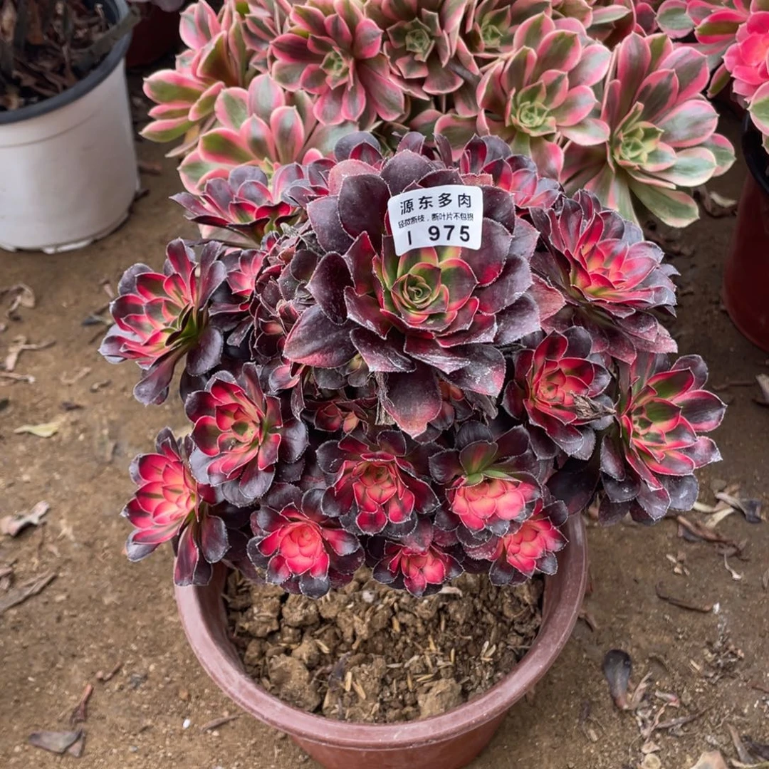 975花福蝶多肉法师断枝不包