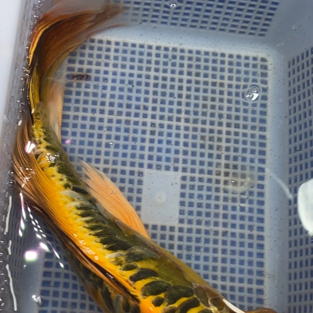 锦鲤冷水锦鲤包邮