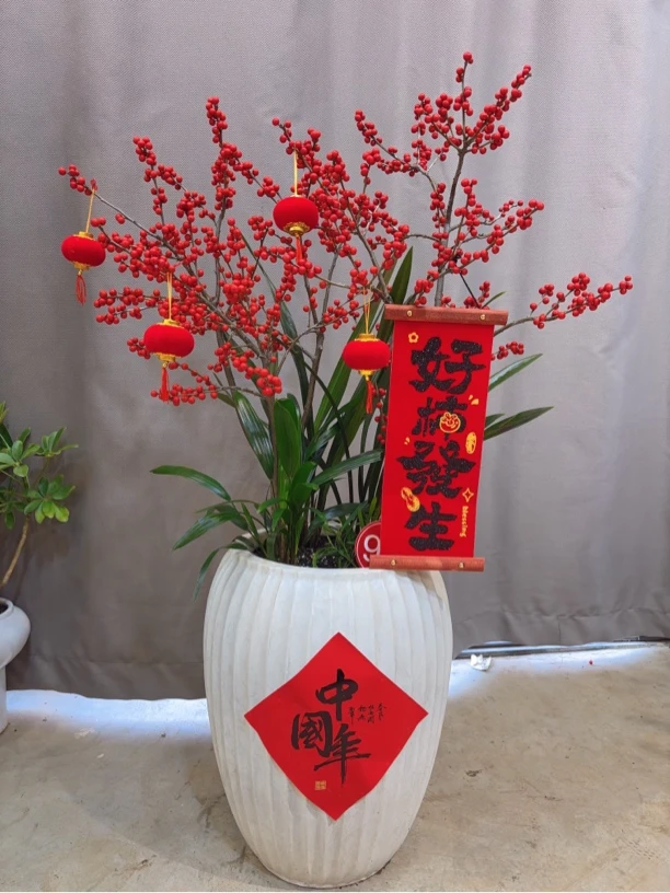 91号北美冬青｜造型带果盆景含盆 带盆高度1米1宽70 落地或桌面摆