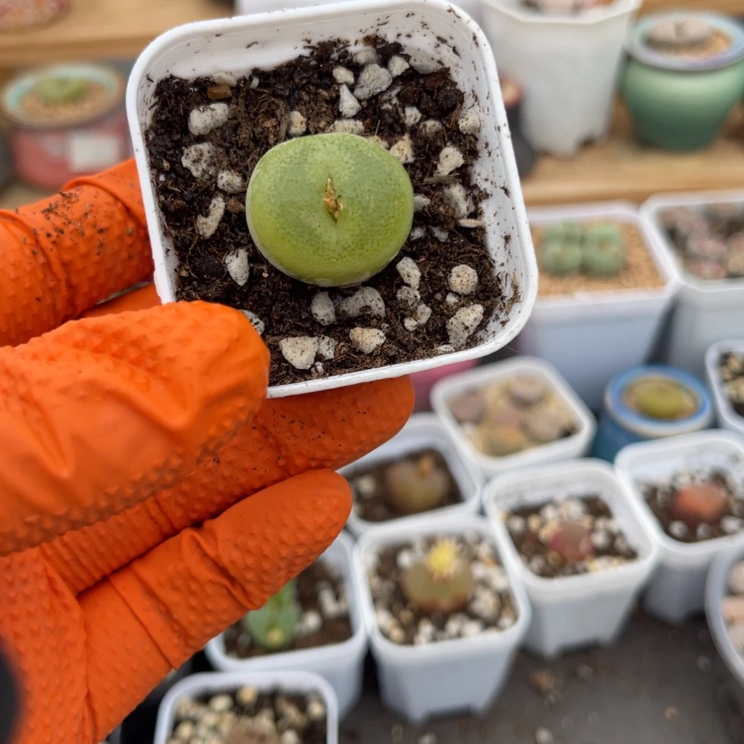 多肉植物一物一拍110