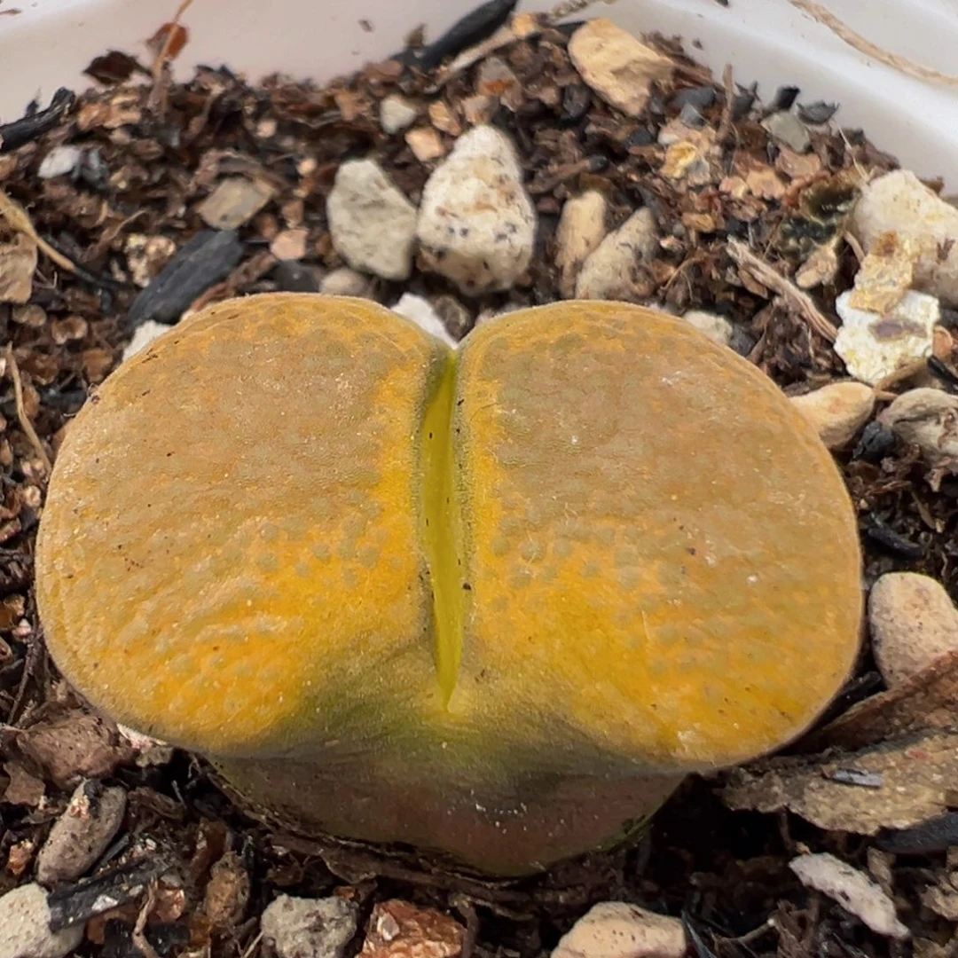 58多肉植物百科植物